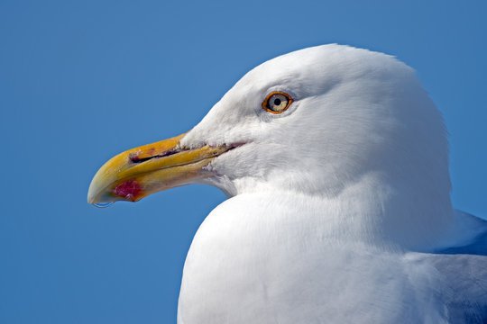 Close up of Herring Gull