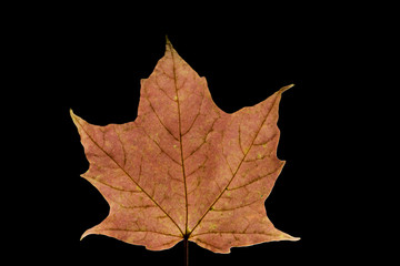 Beautiful maple leave