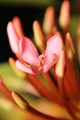 Ixora flower