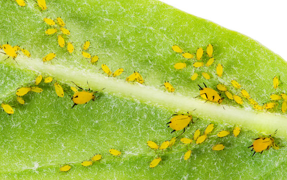 Olender Aphid or Aphis Nerii, pests on Giant Indian Milkweed