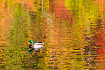 Mallard swimming on fall reflections