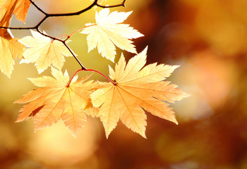紅葉