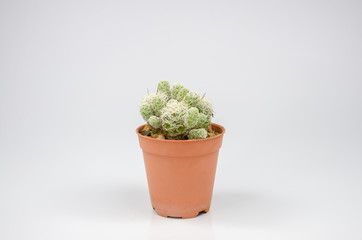 small cactus in a pot on white background