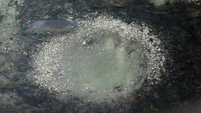 Fish building spawning nest in river gravel HD 1949