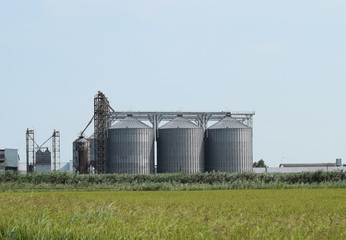 Rice plant