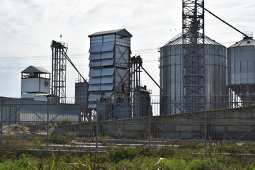 Rice plant