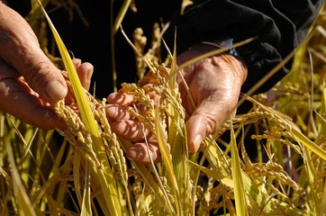 稲穂を手にする./米の状態を確認する手です.