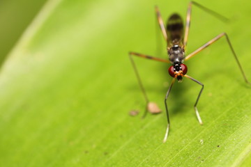 Fototapeta na wymiar Small Insect and bug