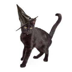 Black Cat Wearing Halloween Witch Hat
