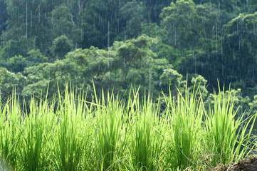 Green rice fields in Thailand.
