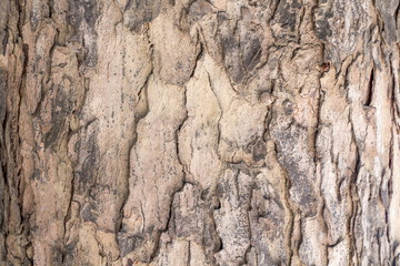 tree bark for texture background