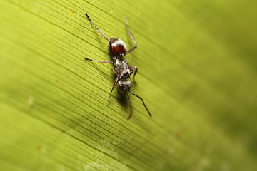 Small Insect and bug