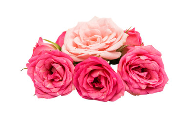 pink rose