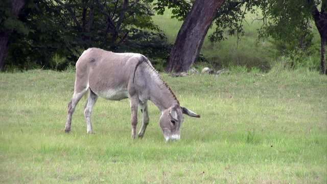 Donkey minature size in ranch field HD