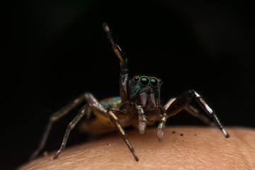 Beautiful jumping spider on human hand