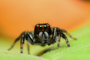 Beautiful jumping spider on green leaf