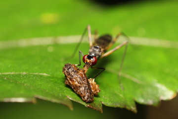 Small Insect and bug