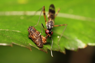 Small Insect and bug