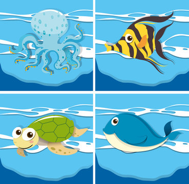 Four different sea animals
