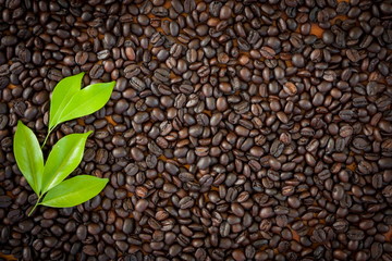 Coffee bean, Coffee grain and green leaf
