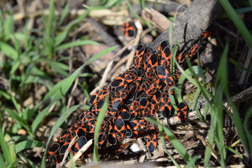 red bugs