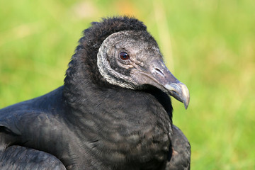 Black vulture
