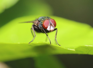 Small Insect and bug