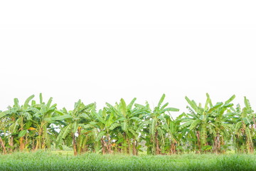 Banana tree on white background