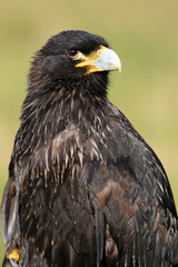Striated caracara