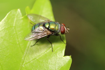 Small Insect and bug