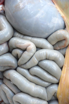 Cow Intestines