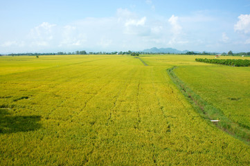 Obraz premium Vietnam countryside landscape, rice field
