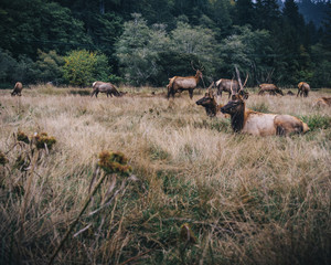 Elk Field