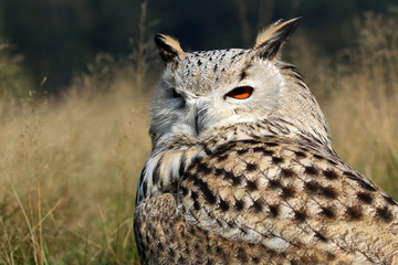 Bubo Bubo Sibiricus