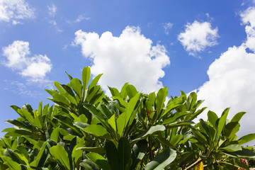 Fresh light blue sky and puffy white clouds with tree bush line view for summer day feeling background