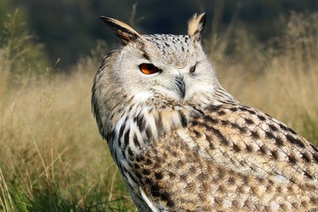 Bubo Bubo Sibiricus