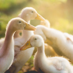 Cute ducklings