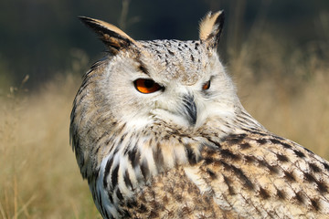 Bubo Bubo Sibiricus