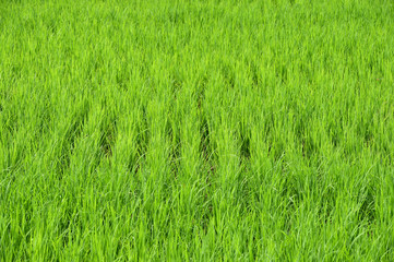 Green rice fields in Thailand.
