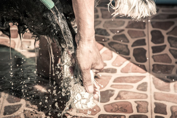 Obraz premium Dog take a bath on sunny day,vintage filter