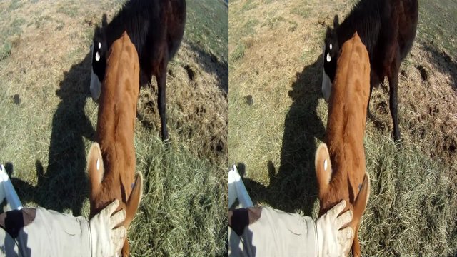 Calf playing with farmer 3D 02.mp4