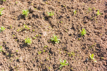 Green Plant in the Vegetable garden 