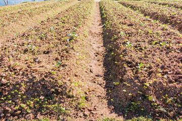 Green Plant in the Vegetable garden 