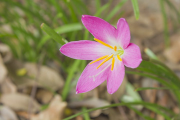 beautiful pink flower (also call fairy lily, rainflower, magic lily and rain lily)