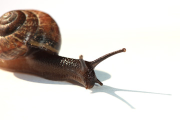 The live snail on white background