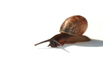The live snail on white background