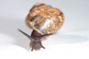 The live snail on white background