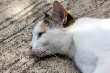 Domestic lovely cat pleasantly lie down on cement floor 