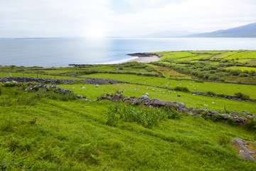 Fototapeta na wymiar Irlands Felder und Wiesen