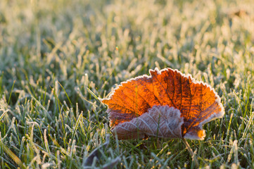 Fallen autumn leaf on frosty grass in sunny morning light